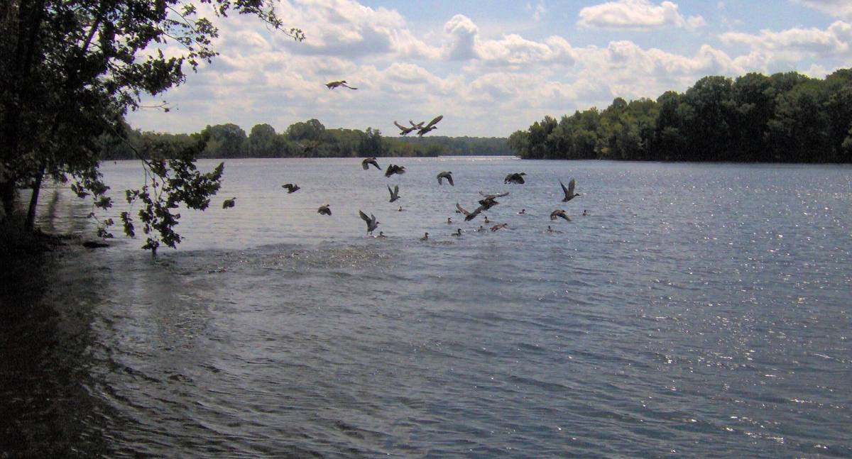 Old Hickory Lake shoreline near Hendersonville, Tennessee