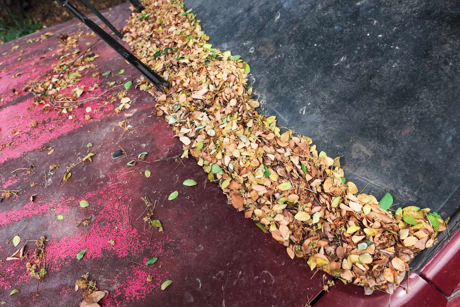 Fallen leaves collected along a roof edge in fall