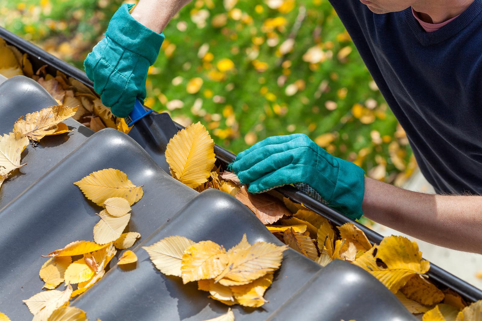 Gloved hands clearing wet leaves from a gutter